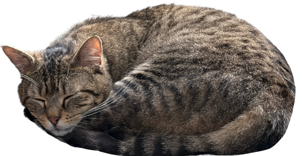 My kitty cat